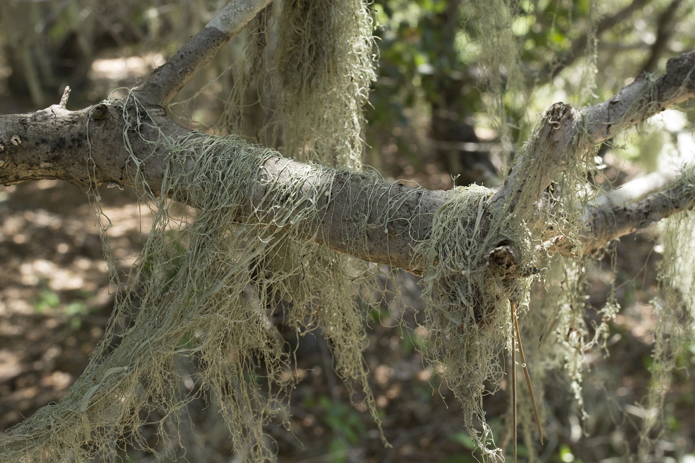 lace Lichen in Morro Bay, CA